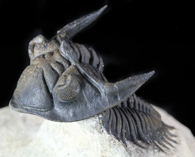 Metacanthina (Asteropyge) Trilobite - Lghaft #57779